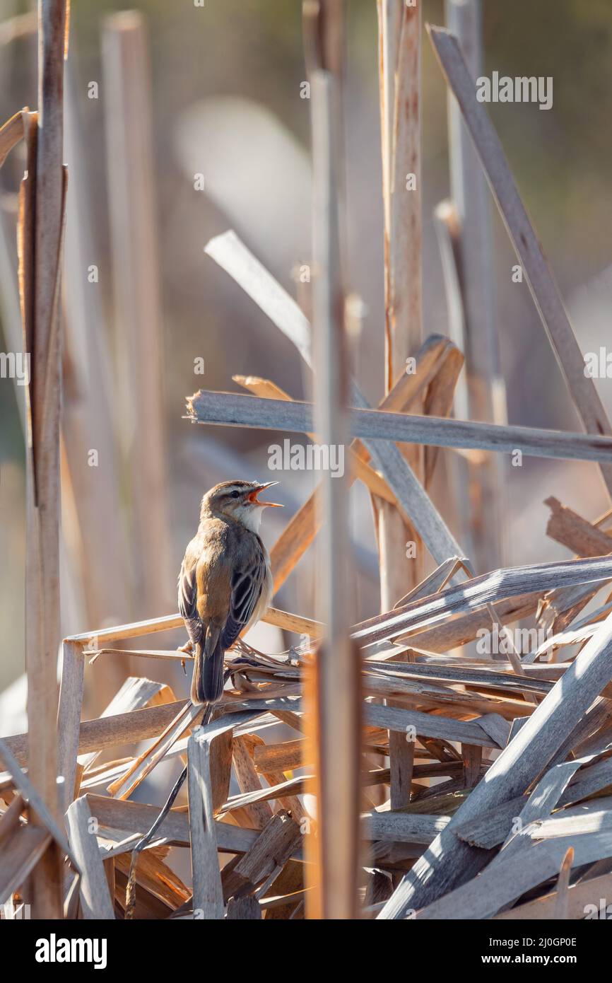 Small song bird Sedge warbler, Europe wildlife Stock Photo