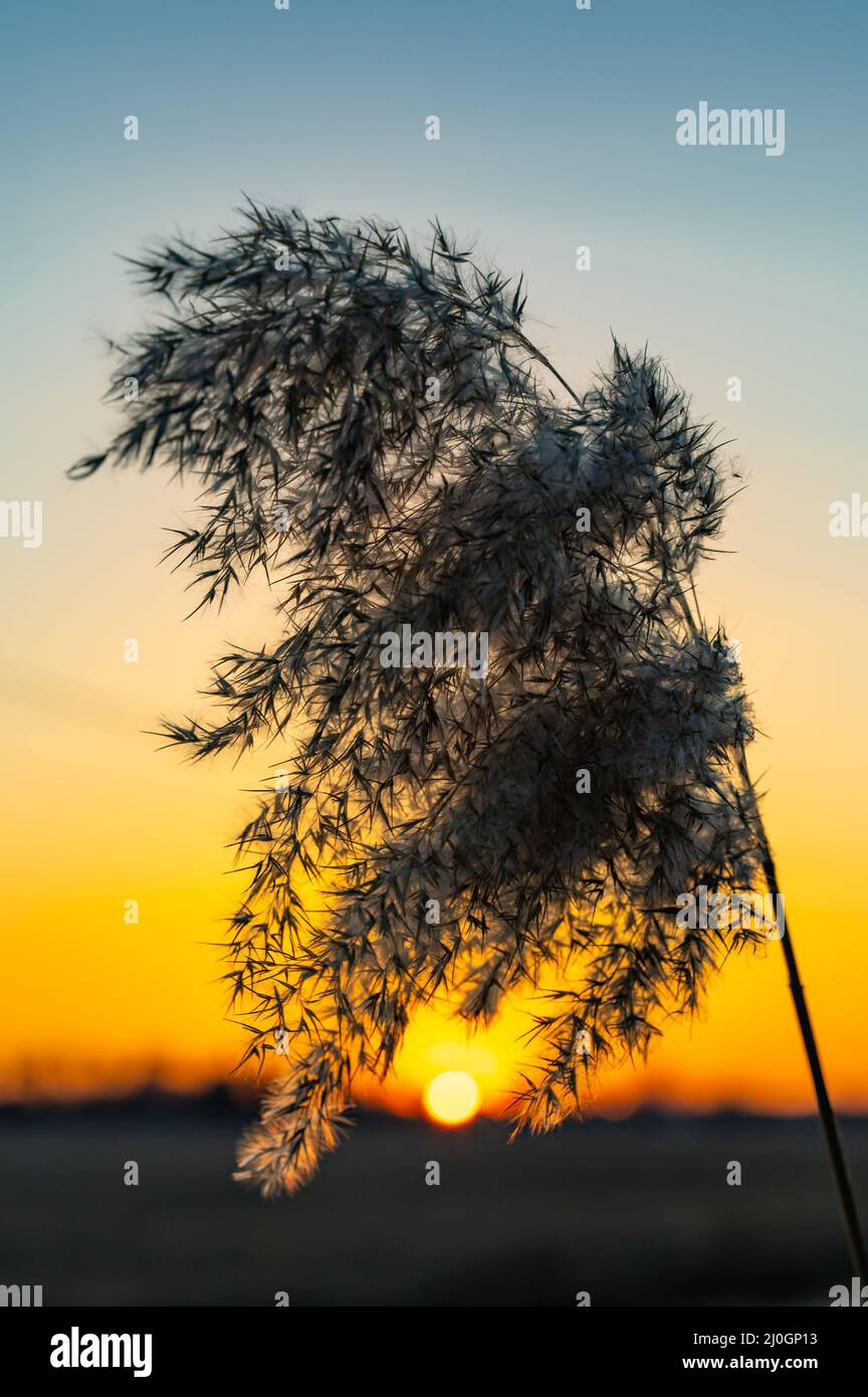 Frost covered plant sunset hi-res stock photography and images - Alamy