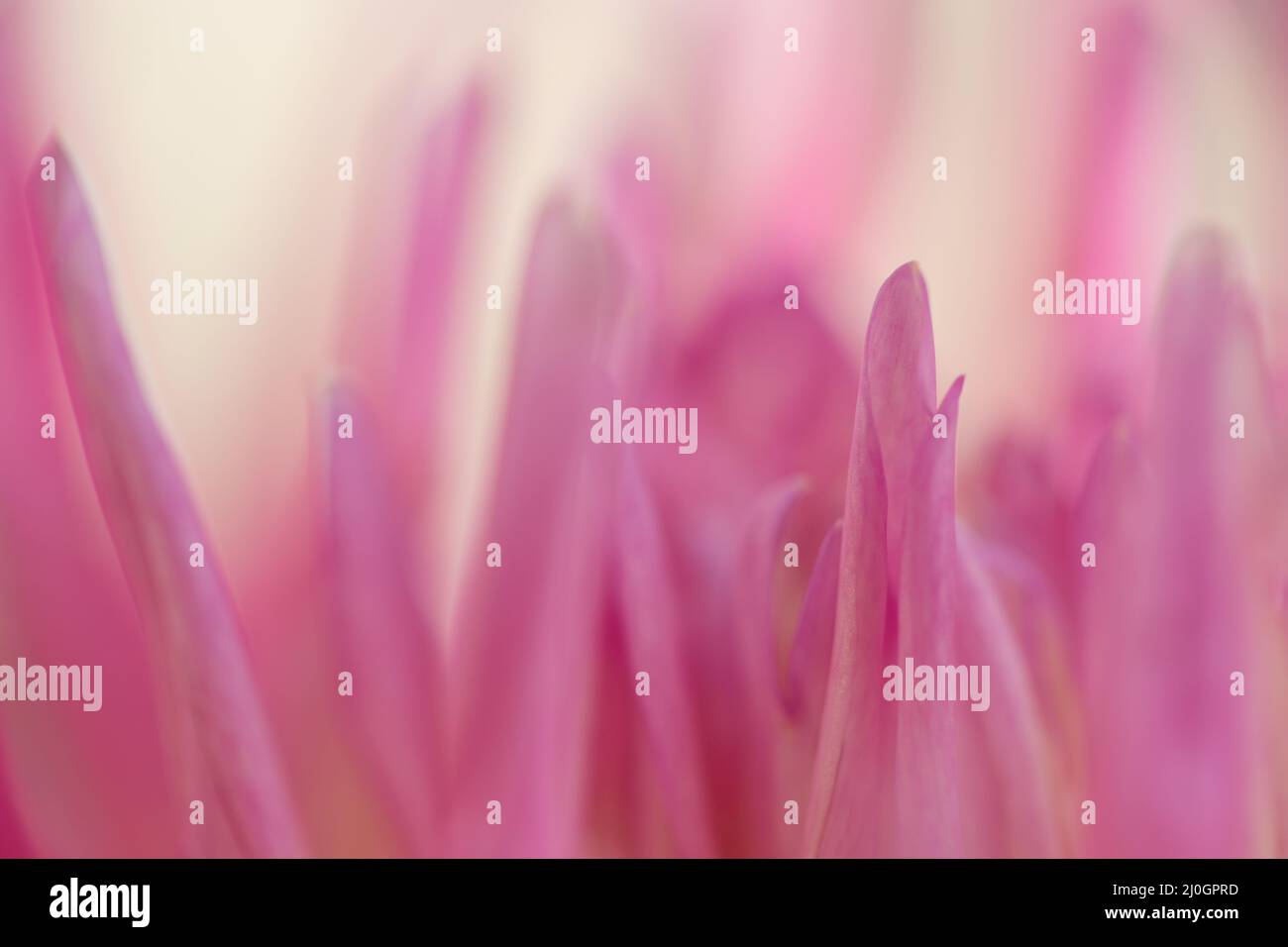 Macro photo of a pink dahlia. Flowers background Stock Photo