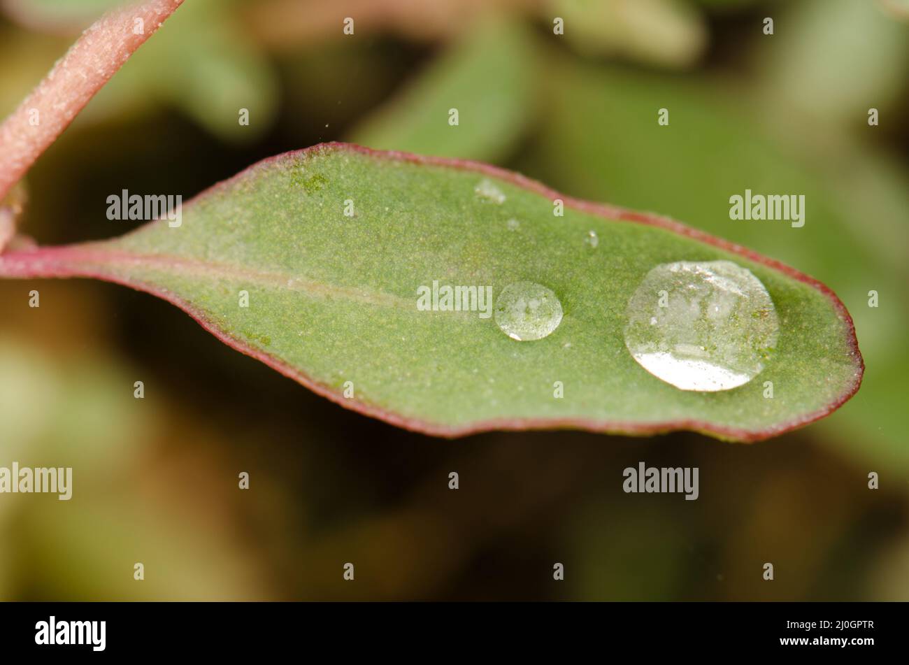 Australian saltbush Atriplex saemibaccata leaf with water drops. Gran Canaria. Canary Islands. Spain. Stock Photo