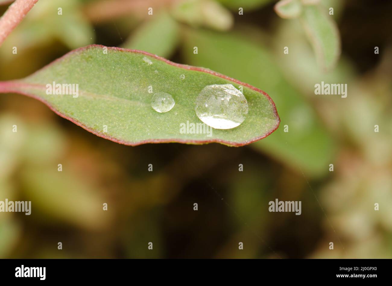 Australian saltbush Atriplex saemibaccata leaf with water drops. Gran Canaria. Canary Islands. Spain. Stock Photo