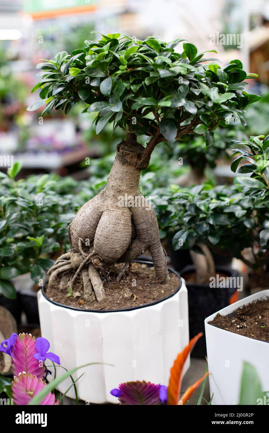 Ficus microcarpa Ginseng bonsai with big root in white pot, ornamental house plant for growing at home Stock Photo