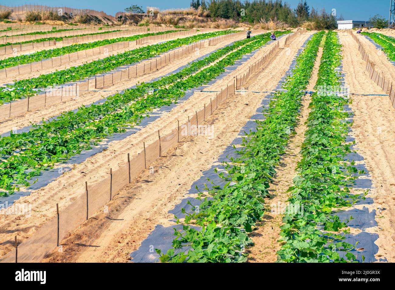 The view of watermelon plantation inside the desert Stock Photo