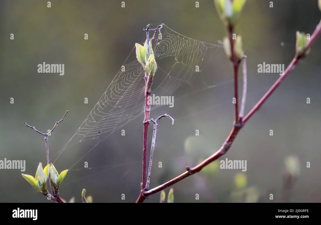 Two young shoots of a tree are interwoven with a spider web. Stock Photo