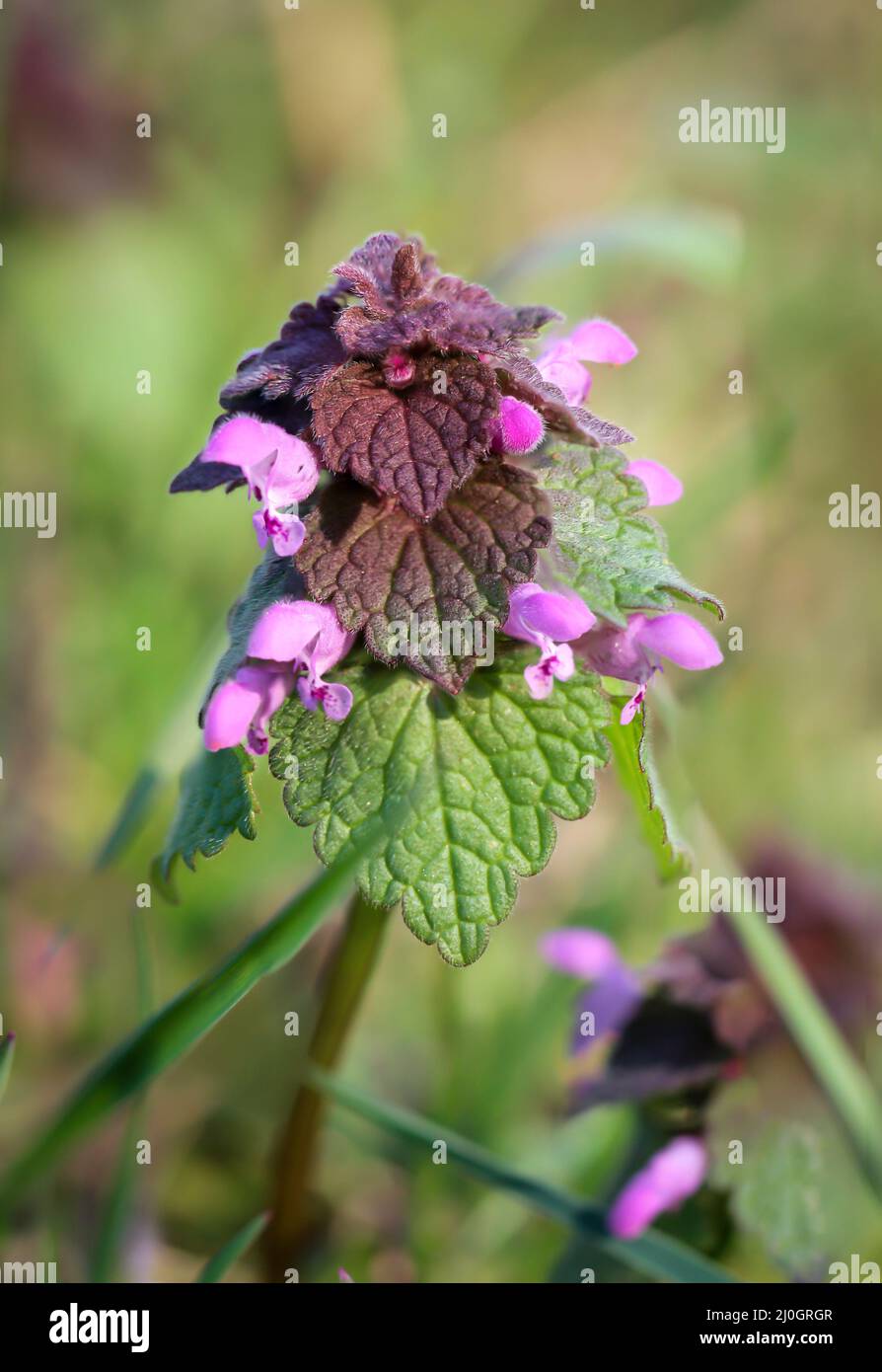 The purple dead nettle is edible and also medicinal plant. Stock Photo