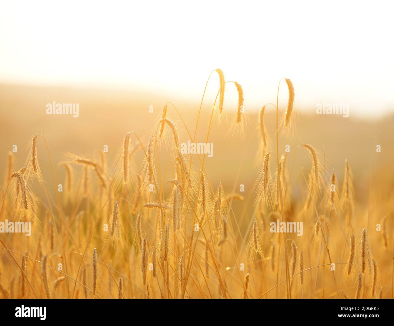 Summer evening landscape wheat hi-res stock photography and images - Alamy