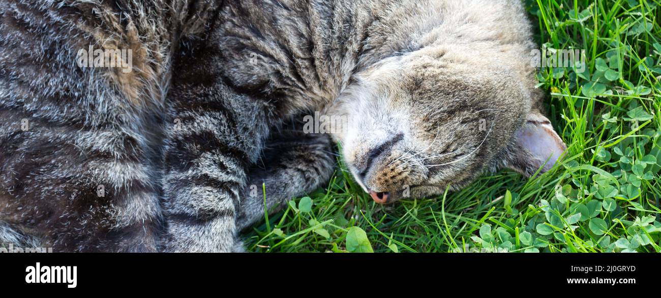 Cat lying in the greenery in the garden on sunny spring morning. Stock Photo
