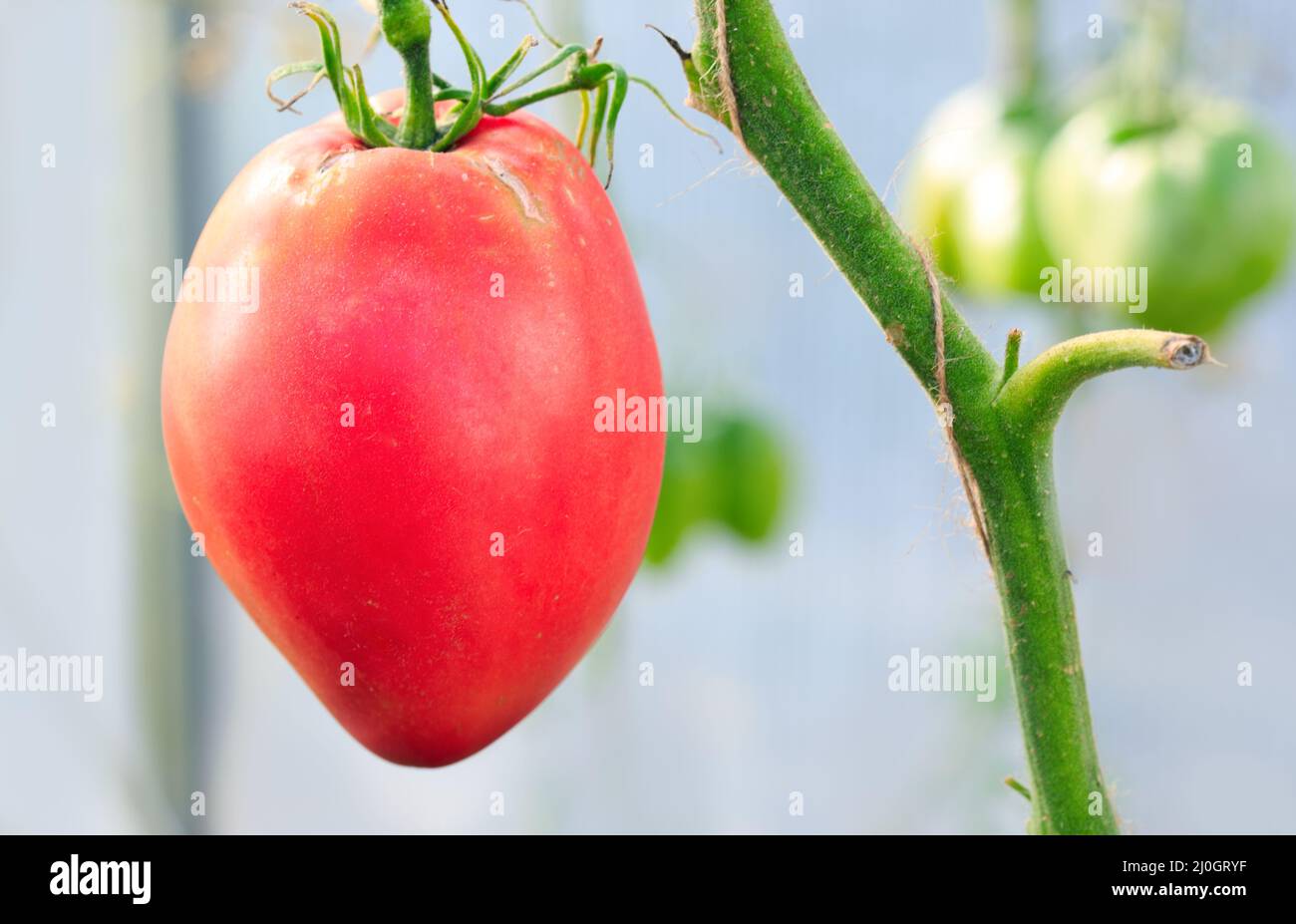 Close Up of big red tomato in greenhouse. Stock Photo
