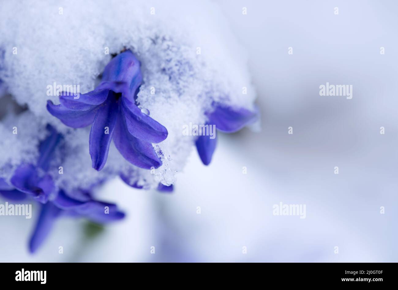 Close up of a purple hyacinth in the snow.Spring background. Stock Photo
