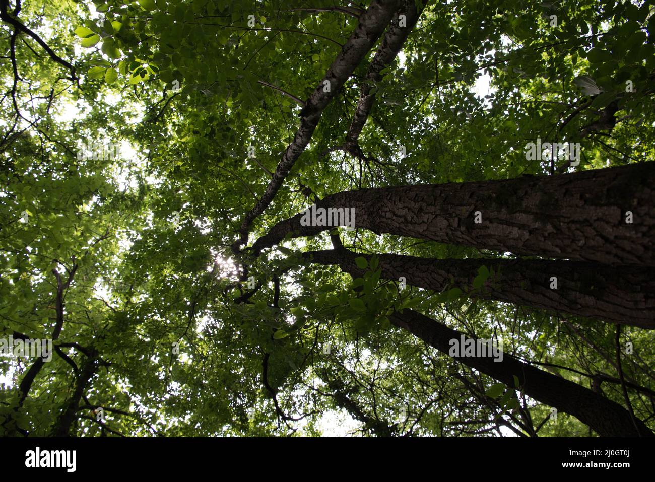 Low angle view of trees in daylight Stock Photo - Alamy