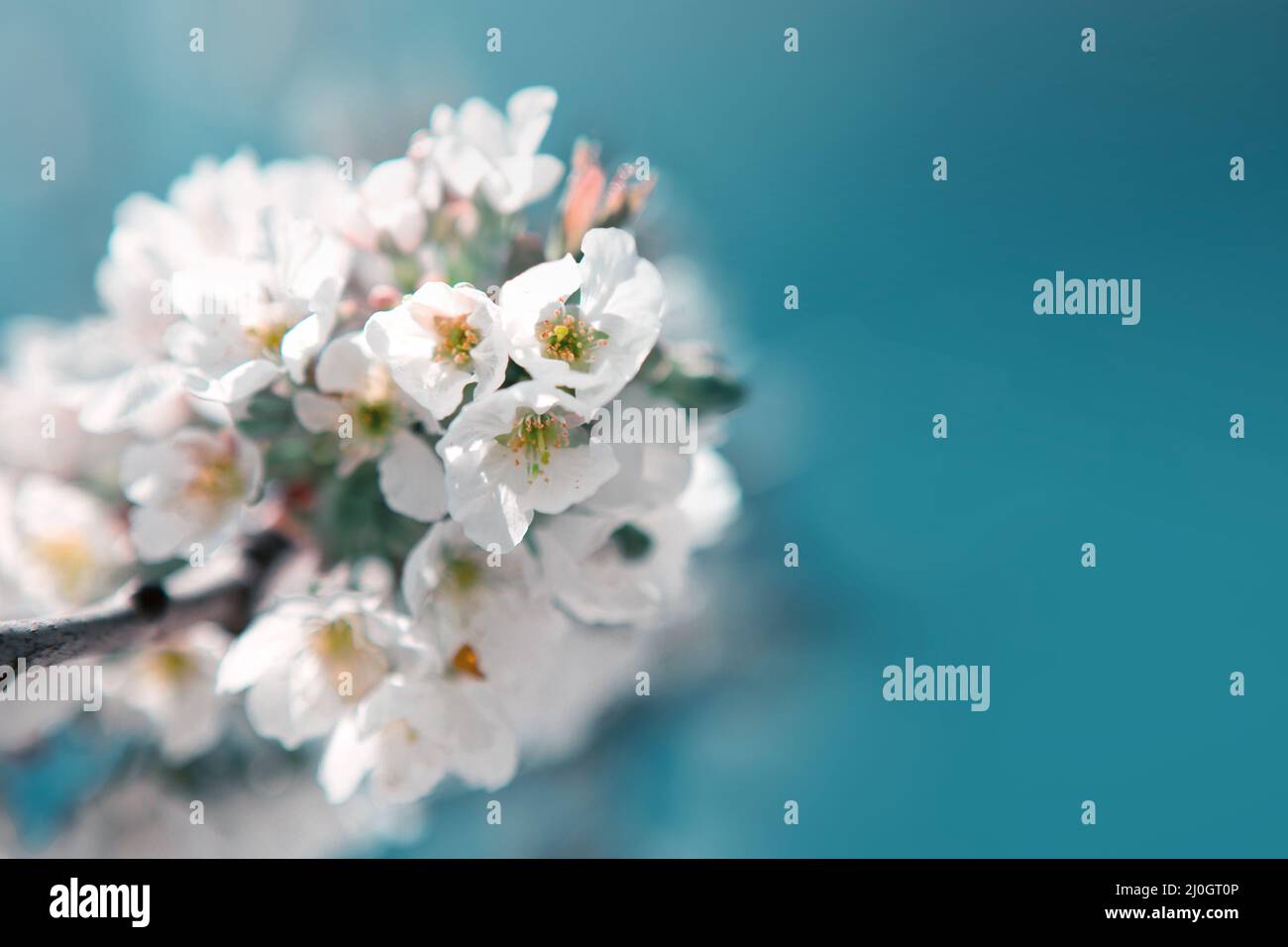 Macro shot of white cherry flowers isolated on blue sky background. Stock Photo