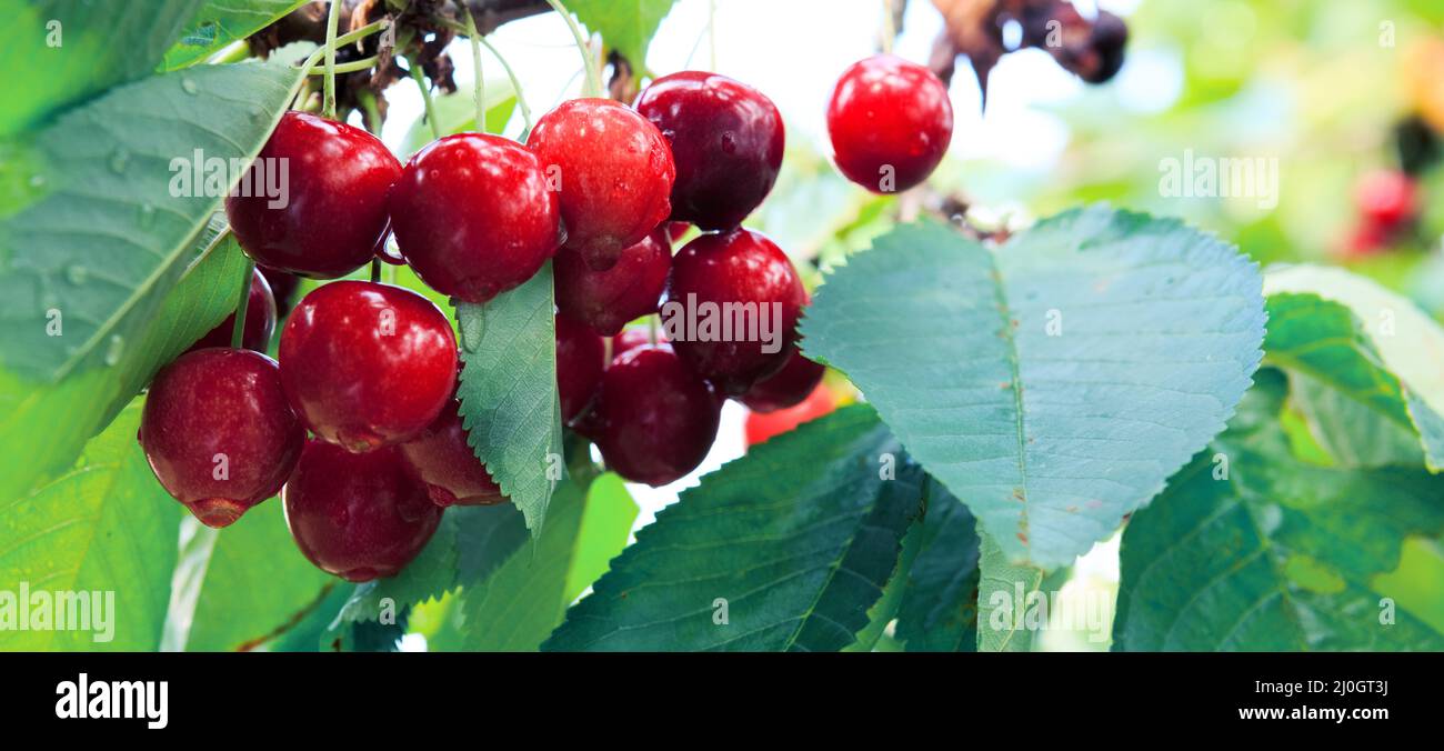 Cherries hanging on a cherry tree branch in garden. Stock Photo