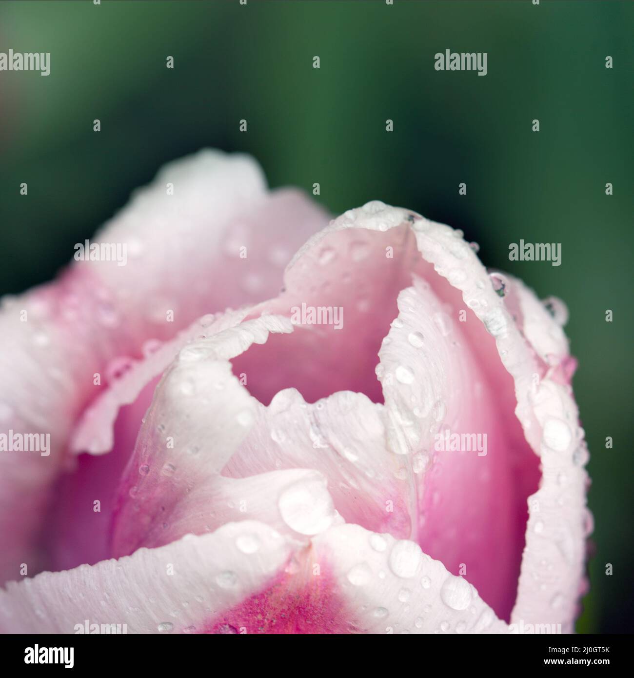 Beautiful close up macro photo of pink tulip Stock Photo