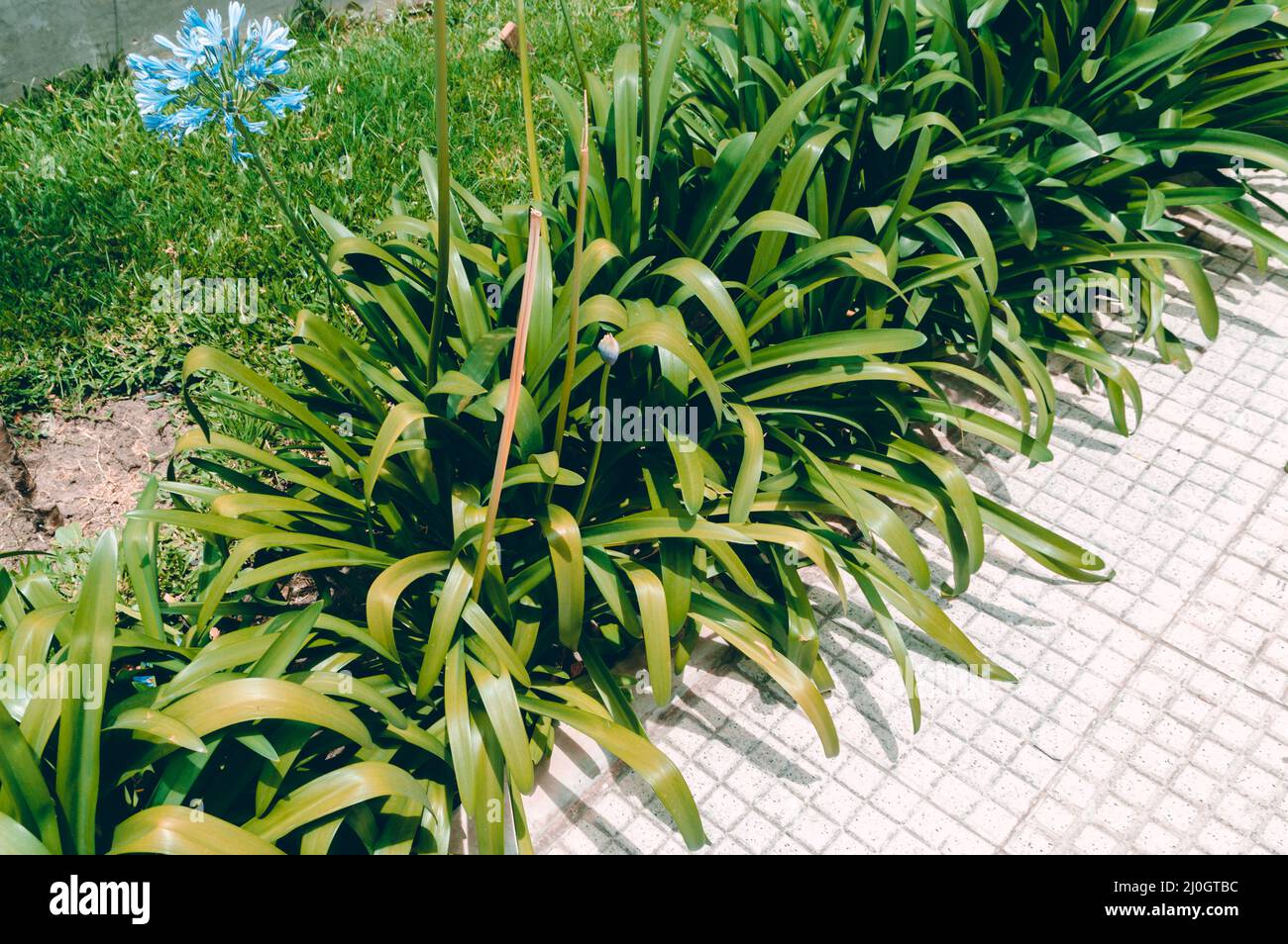 vegetation background on the edge of the sidewalk, urban abstract with copy space. Stock Photo