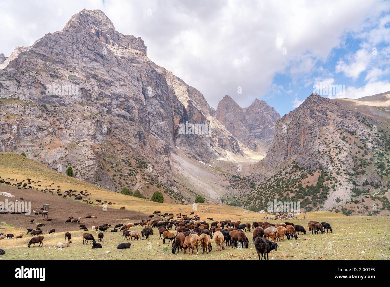 The huge sheep herd grazing on the field in Fann mountains in Tajikistan Stock Photo