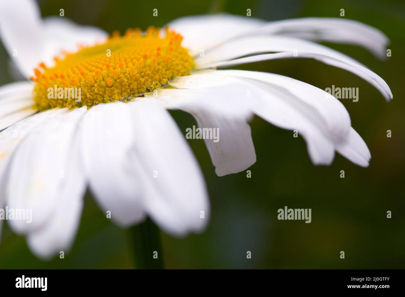 White daisy flower in sunset light. Close-up of a daisy flower Stock Photo