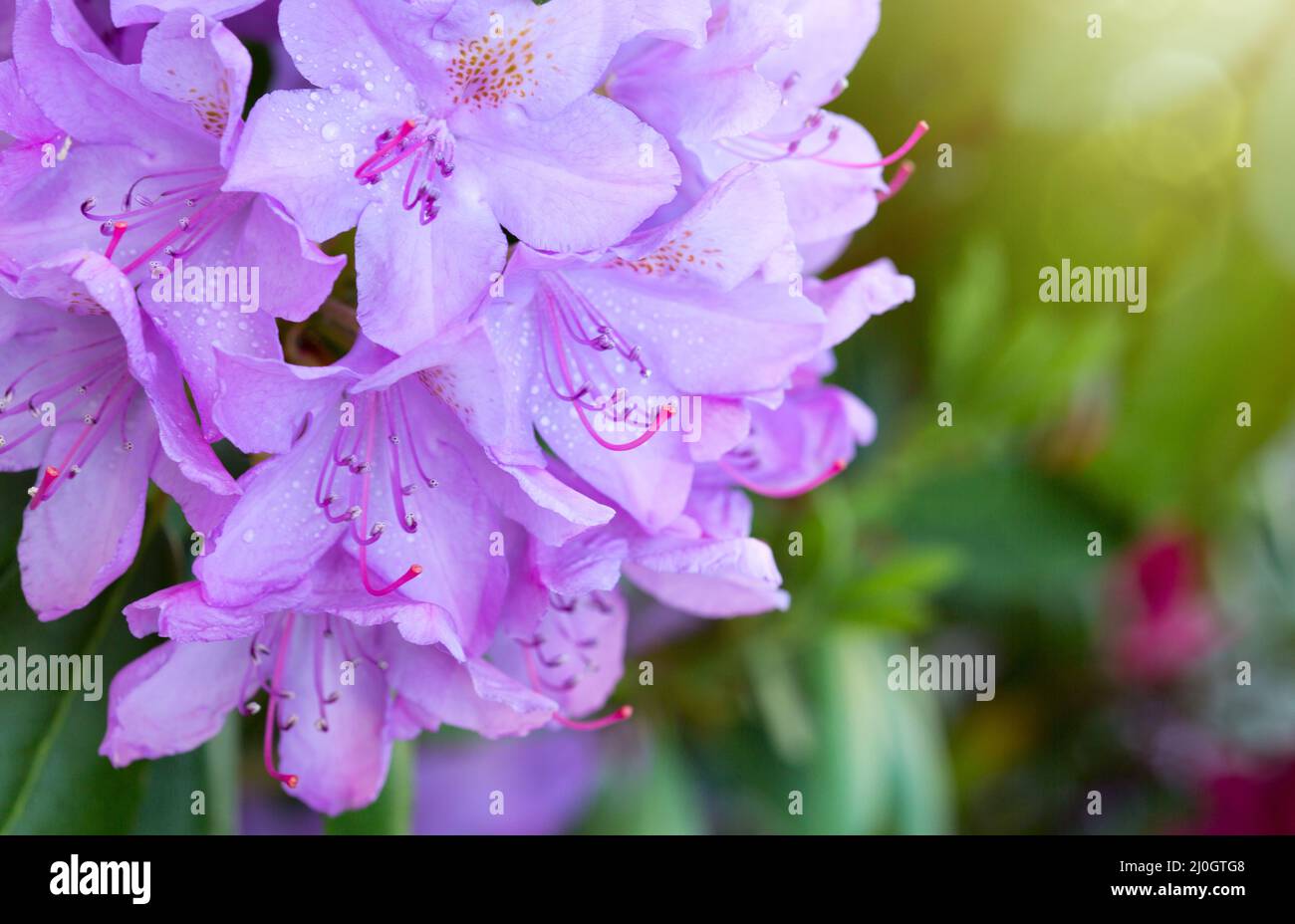Pink Azaleas flowers isolated on green background. Stock Photo