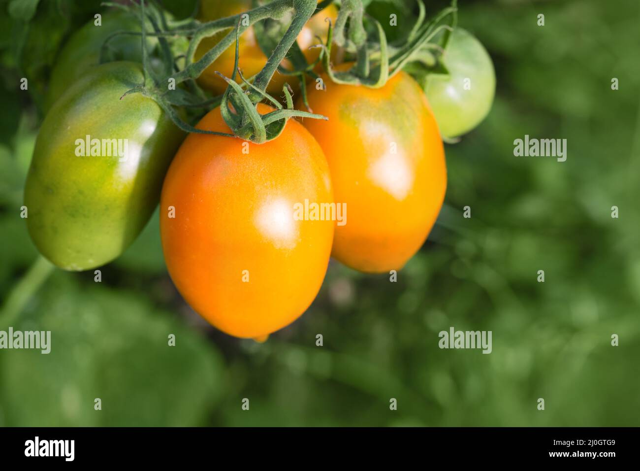 Farm of tasty yellow tomatoes on the bushes Stock Photo