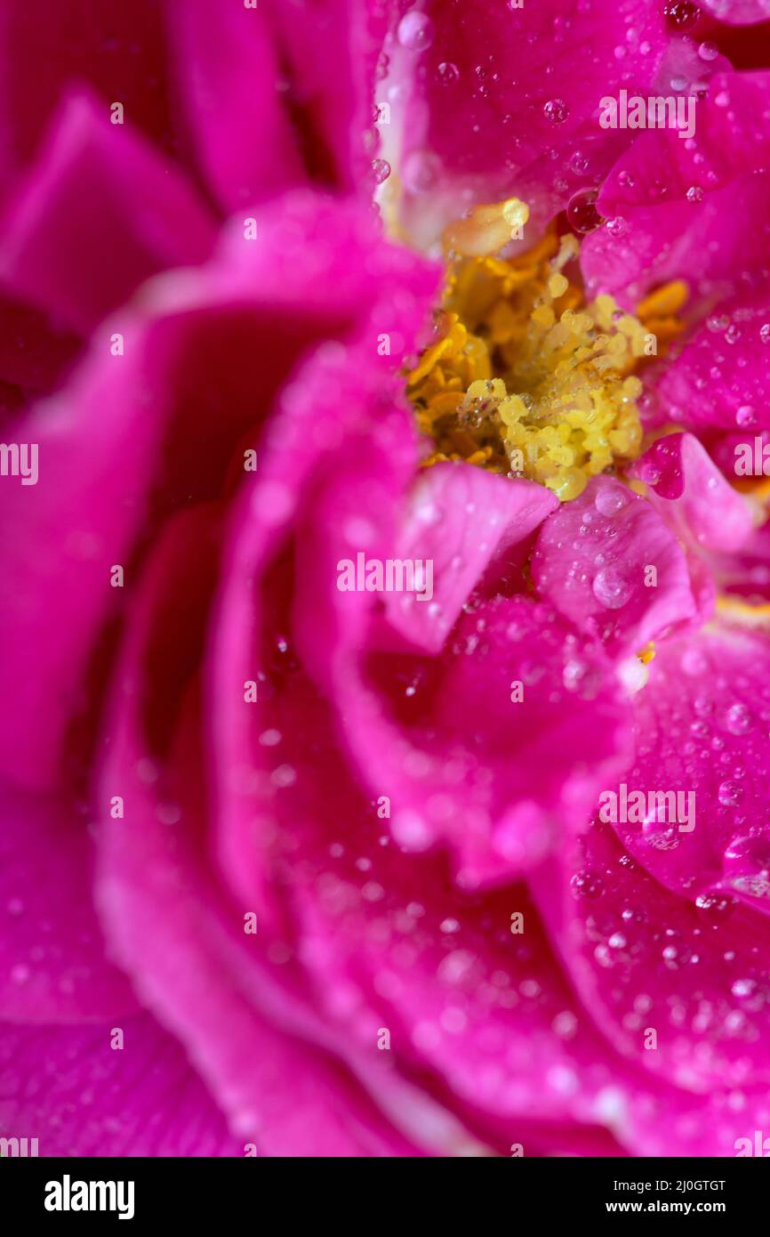 Close up of beautiful pink rose flower background. Stock Photo