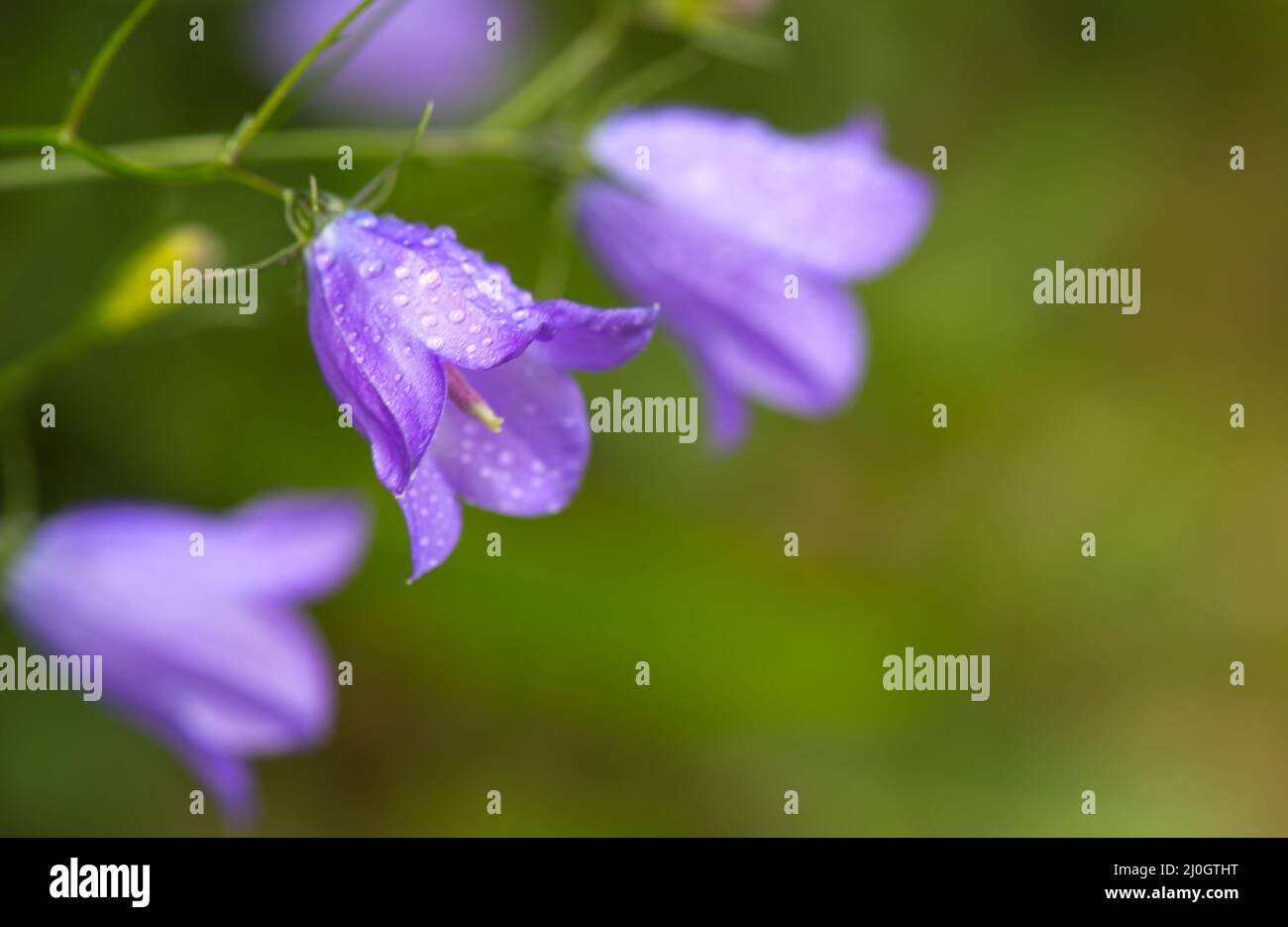 Bell flowers isolated on green blur background Stock Photo