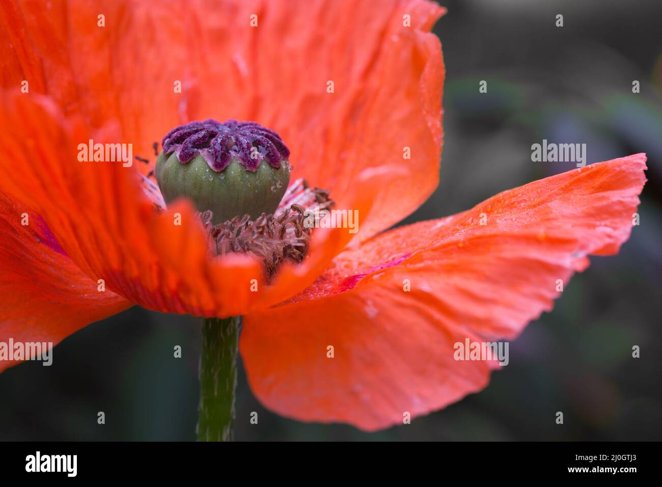 Close Up shot of a large red poppy isolated on green. Stock Photo