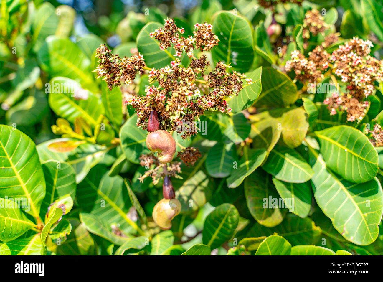 The view of cashew tree Stock Photo