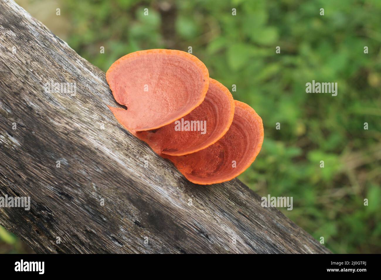 Closeup view of pycnoporus sanguineus, commonly known as blood red bracket mushroom, tropical cinnabar bracket, or orange polypore Stock Photo