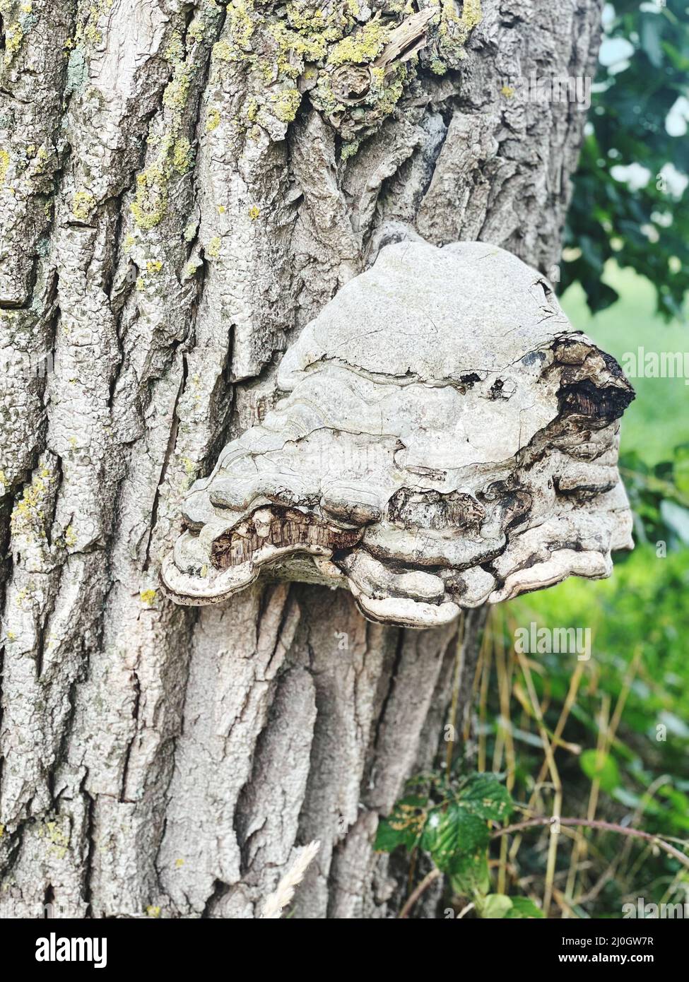 Vertical closeup of tree fungus in a forest Stock Photo - Alamy