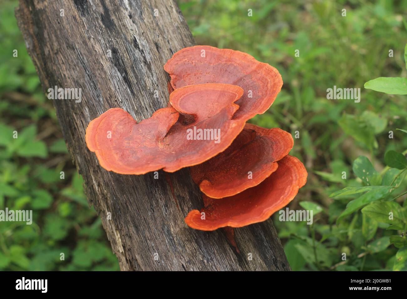 Closeup view of pycnoporus sanguineus, commonly known as blood red bracket mushroom, tropical cinnabar bracket, or orange polypore Stock Photo