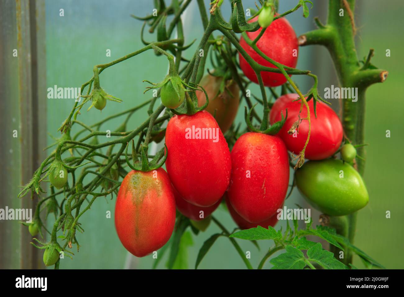 Growth ripe pepper tomatoes in greenhouse. Stock Photo
