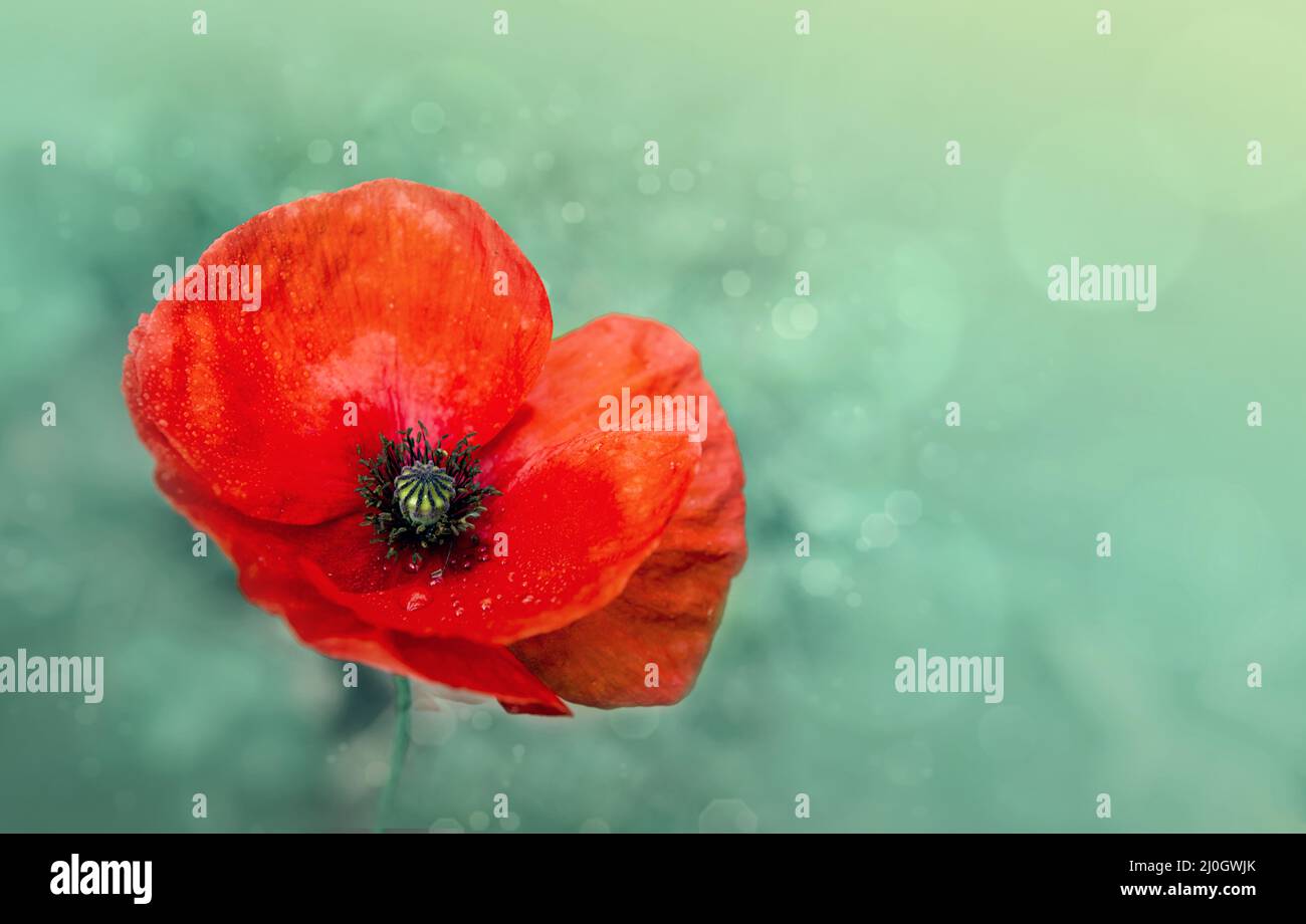 Poppy flower isolated on green blur background Stock Photo