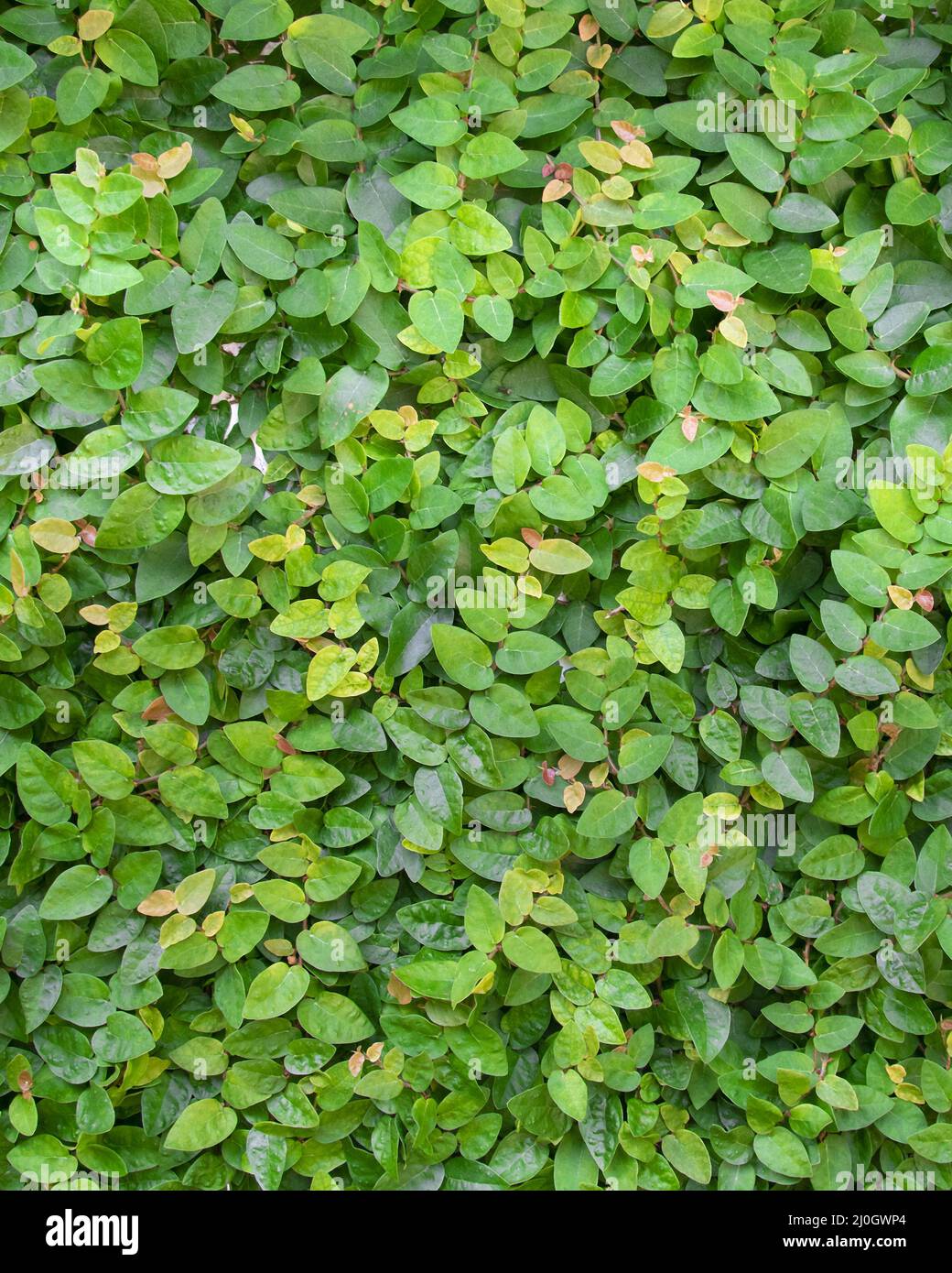 Small Green Leaves Pattern Background Stock Photo