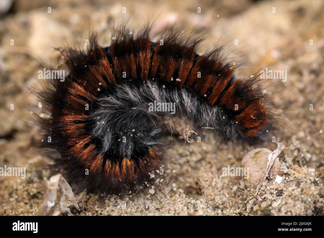 The blackberry moth's hairy caterpillar. When touched, they roll up like a hedgehog. Stock Photo