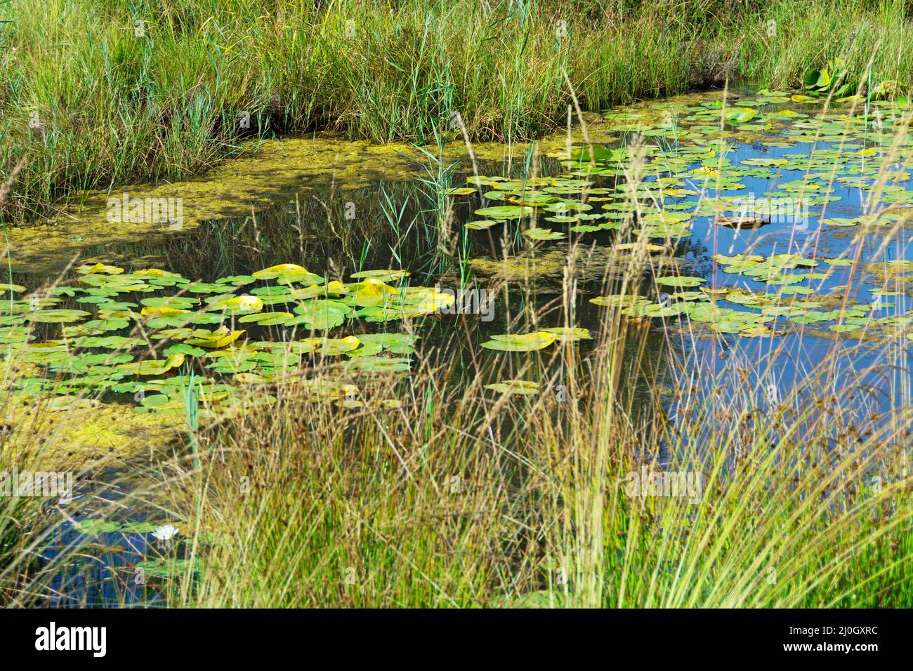 Wetland habitat with water lilies and other aquatic plants Stock Photo