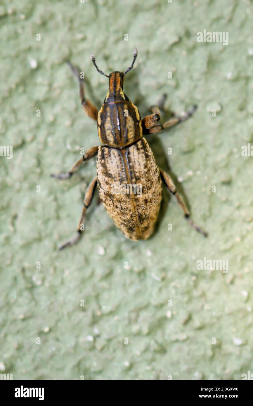 Close up of a weevil. Curculionidae belong to the beetles. Stock Photo