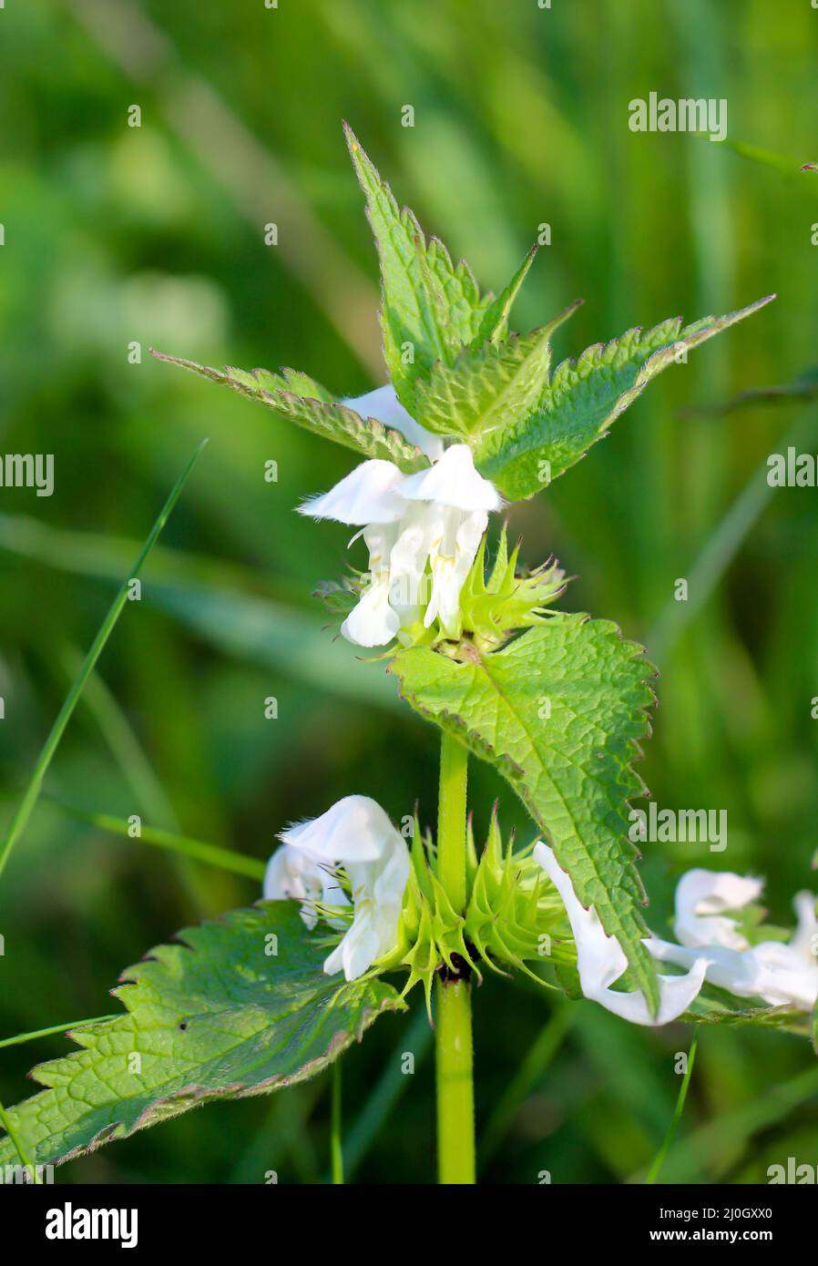 A close-up of a white dead nettle in the meadow. Stock Photo