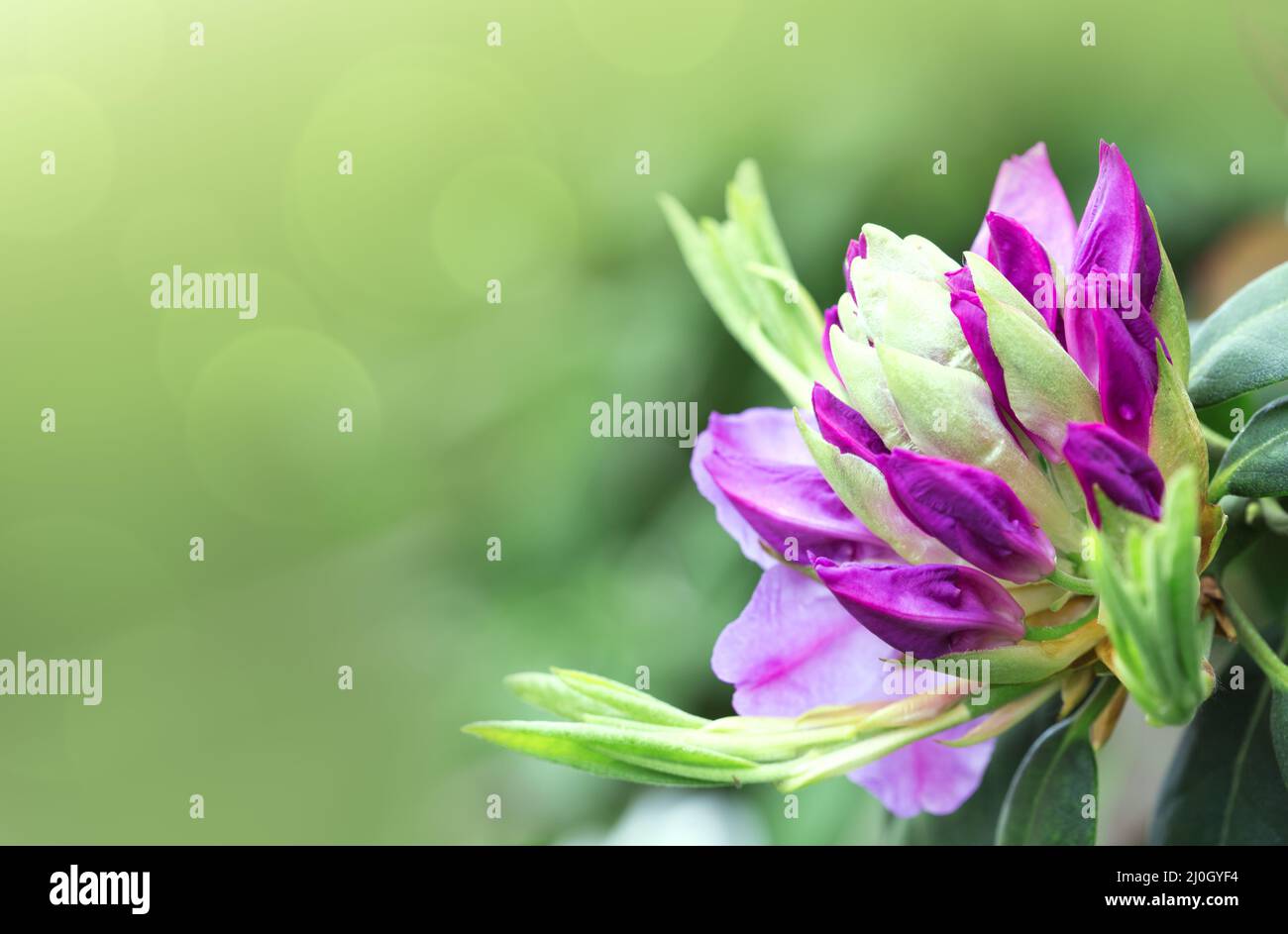 Pink azalea flower isolated on blur background Stock Photo