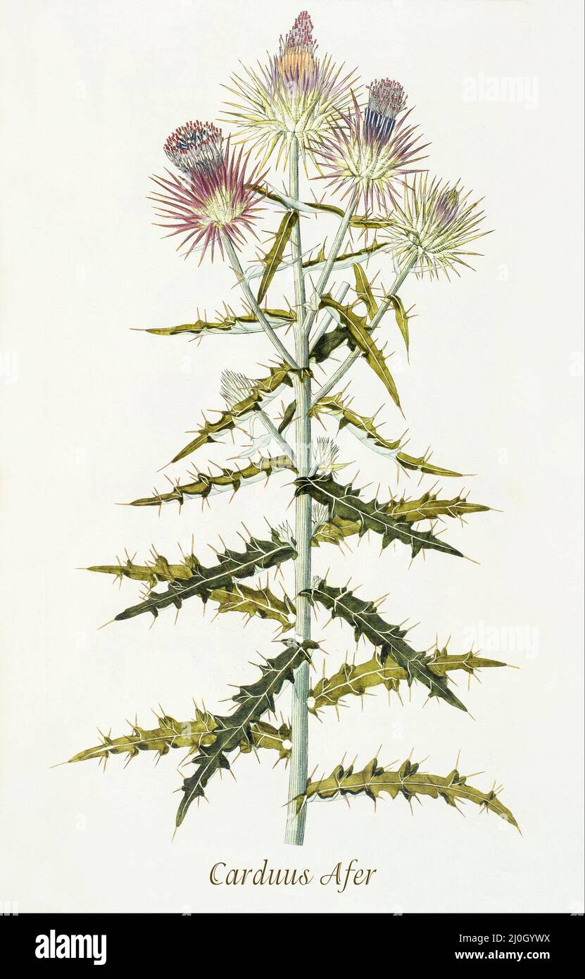 A late 18th century illustration of Carduus afer, commonly known as musk thistle, one of the large-flowered plumeless thistles in the aster (Asteraceae) family, native to Eurasia and Africa. From 'Plantarum rariorum horti caesari schoenbrunnensis', published in 1797, describing plants cultivated in the royal garden at the Palace of Schönbrunn near Vienna. Compiled by Nikolaus Joseph Freiherr von Jacquin (1727-1817), a Dutch scientist who studied medicine, chemistry and botany. Stock Photo