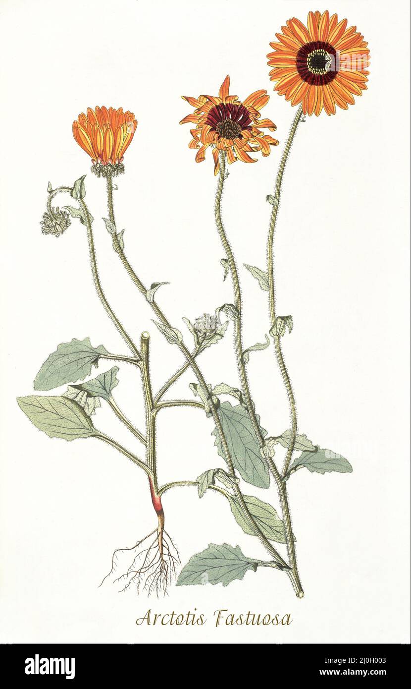 A late 18th century illustration of Arctotis Fastuosa, Family Asteraceae, called Monarch-of-the-veld, is a species of African plants in the daisy family, native to Namibia and South Africa. From 'Plantarum rariorum horti caesari schoenbrunnensis', published in 1797, describing plants cultivated in the royal garden at the Palace of Schönbrunn near Vienna. Compiled by Nikolaus Joseph Freiherr von Jacquin (1727-1817), a Dutch scientist who studied medicine, chemistry and botany. Stock Photo