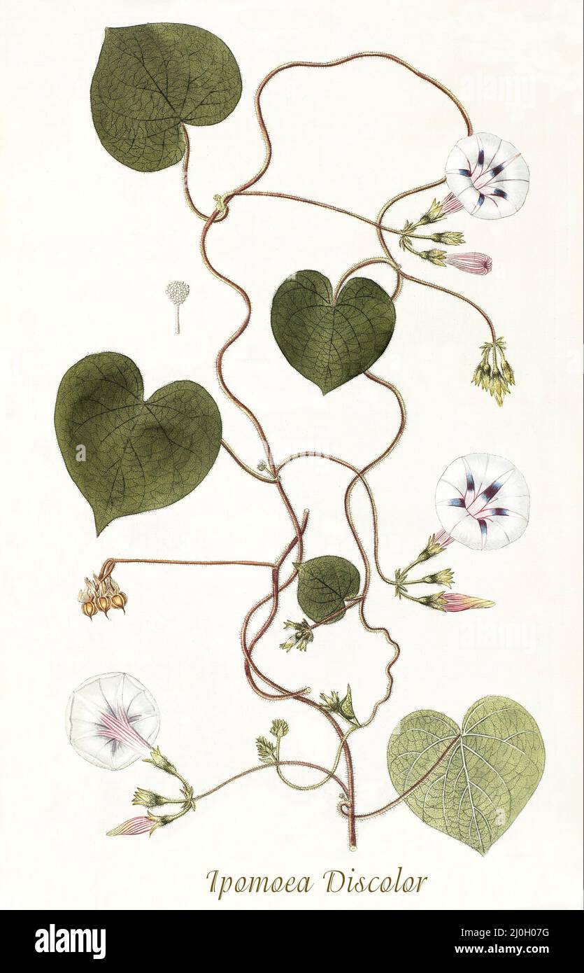 A late 18th century illustration of Ipomoea discolor, a type of morning glory plant belonging to the genus Ipomoea and Family: Convolvulaceae and growing as a vine and native to Mexico and Central America. From 'Plantarum rariorum horti caesari schoenbrunnensis', published in 1797, describing plants cultivated in the royal garden at the Palace of Schönbrunn near Vienna. Compiled by Nikolaus Joseph Freiherr von Jacquin (1727-1817), a Dutch scientist who studied medicine, chemistry and botany. Stock Photo