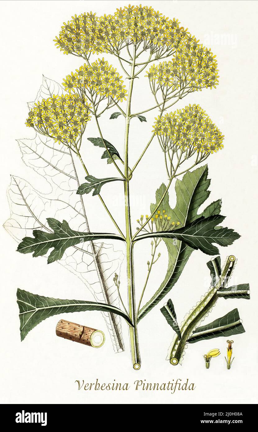 A late 18th century illustration of Verbesina pinnatifida (possibly) aka Verbesina greenmanii of the family Asteraceae.  From 'Plantarum rariorum horti caesari schoenbrunnensis', published in 1797, describing plants cultivated in the royal garden at the Palace of Schönbrunn near Vienna. Compiled by Nikolaus Joseph Freiherr von Jacquin (1727-1817), a Dutch scientist who studied medicine, chemistry and botany. Stock Photo