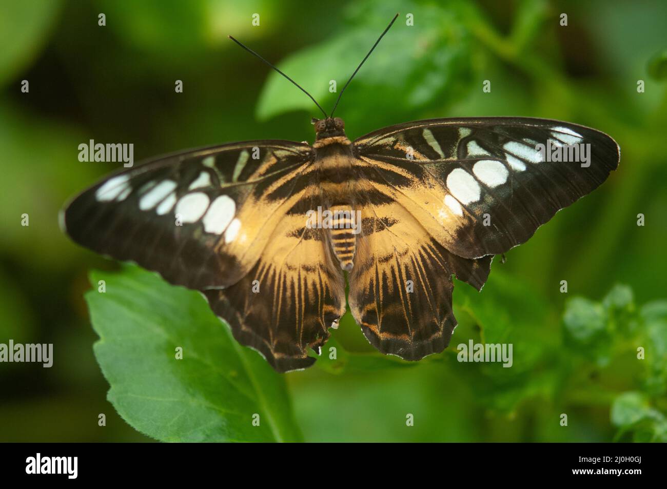 Wye Valley Butterfly Zoo, Symonds Yat, England, UK Stock Photo Alamy
