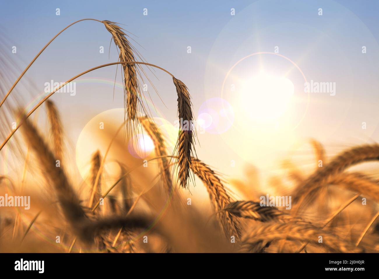 Grain and dryness Stock Photo