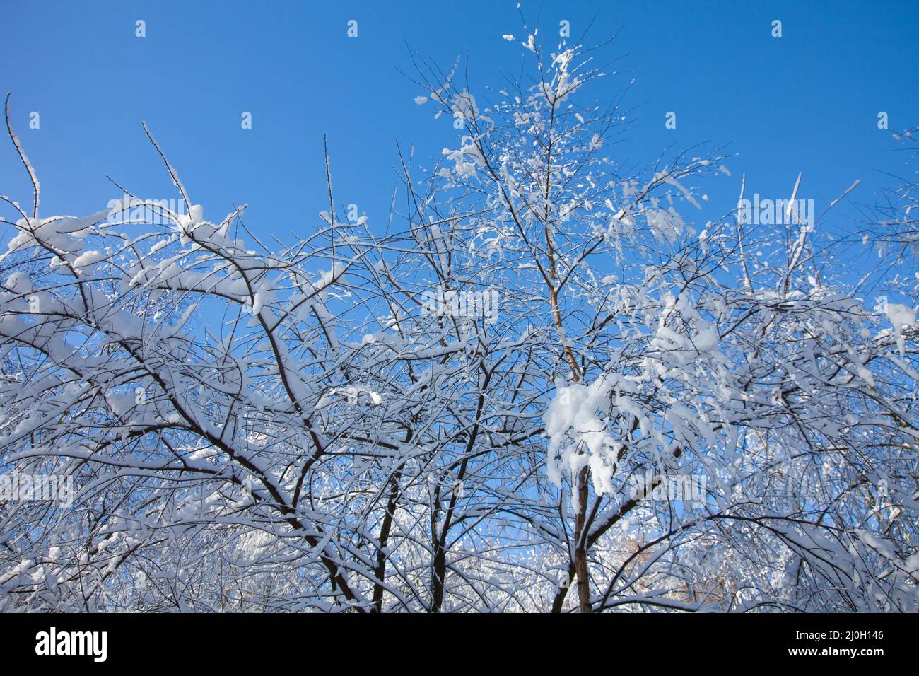 winter landscape with trees and snow Stock Photo - Alamy
