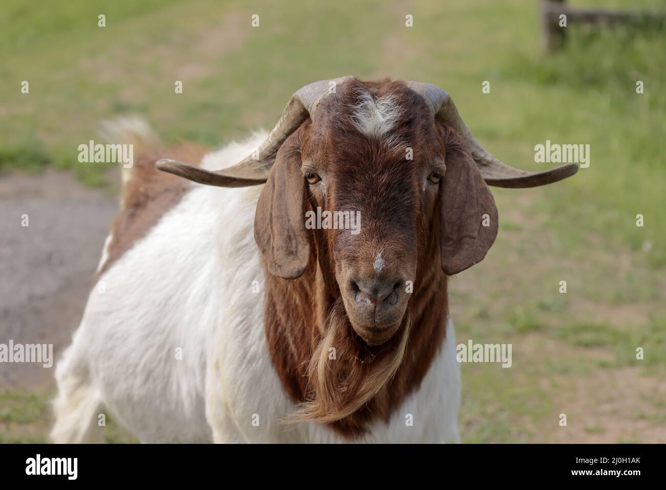 Large horns hires stock photography and images Alamy