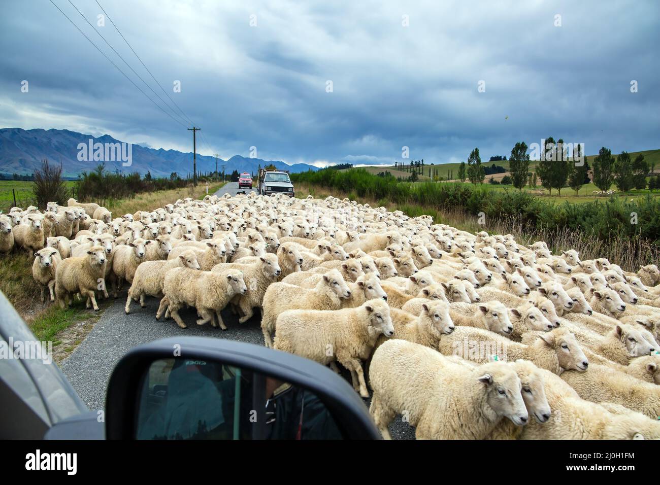 Heep wool hi res stock photography and images Alamy