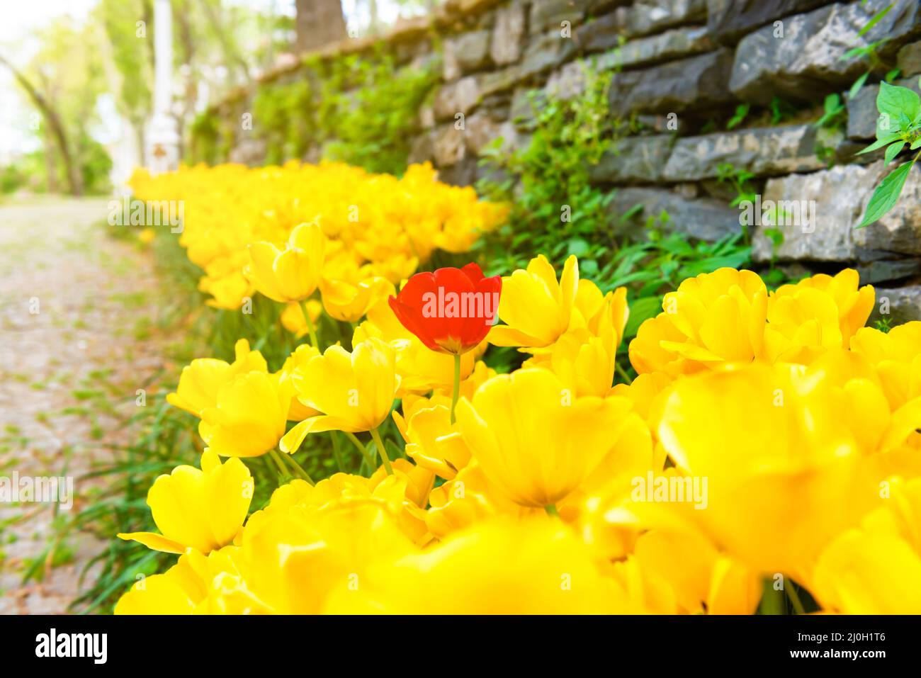 Tulips flowers in green park Stock Photo - Alamy