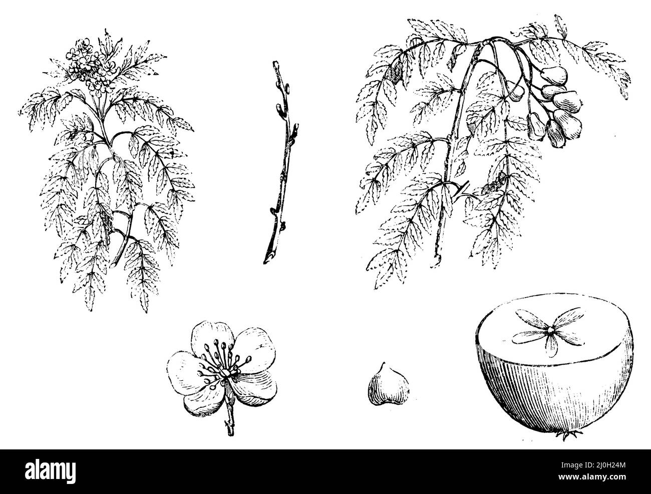 service tree, Sorbus domestica,  (garden book, 1877), Speierling, Cormier Stock Photo