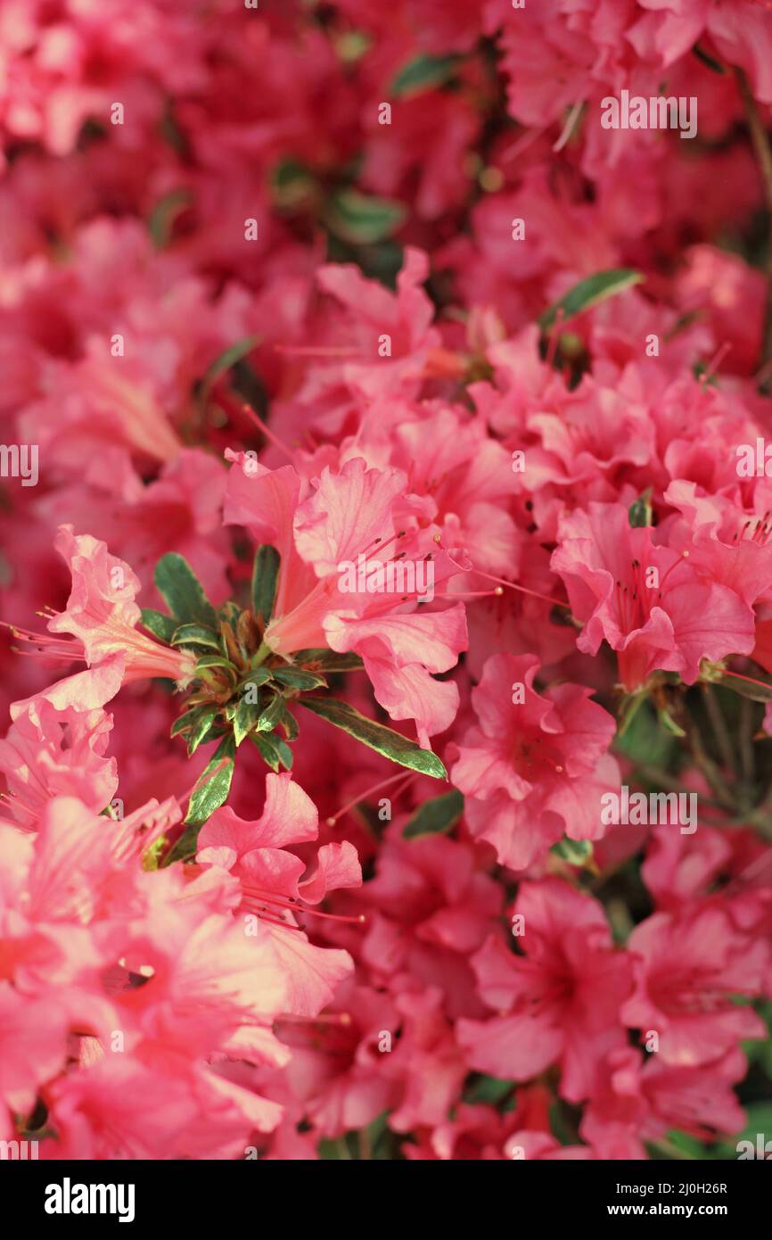 Beautiful bright pink flowers in full bloom on a spring day Stock Photo ...