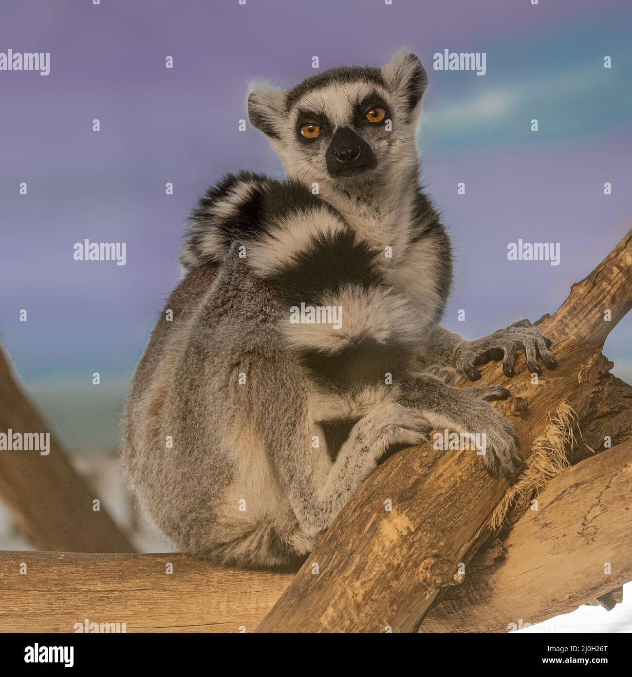Ring-tailed Lemur (Lemur catta) sits on a tree. Karlsruhe, Germany, Europe Stock Photo
